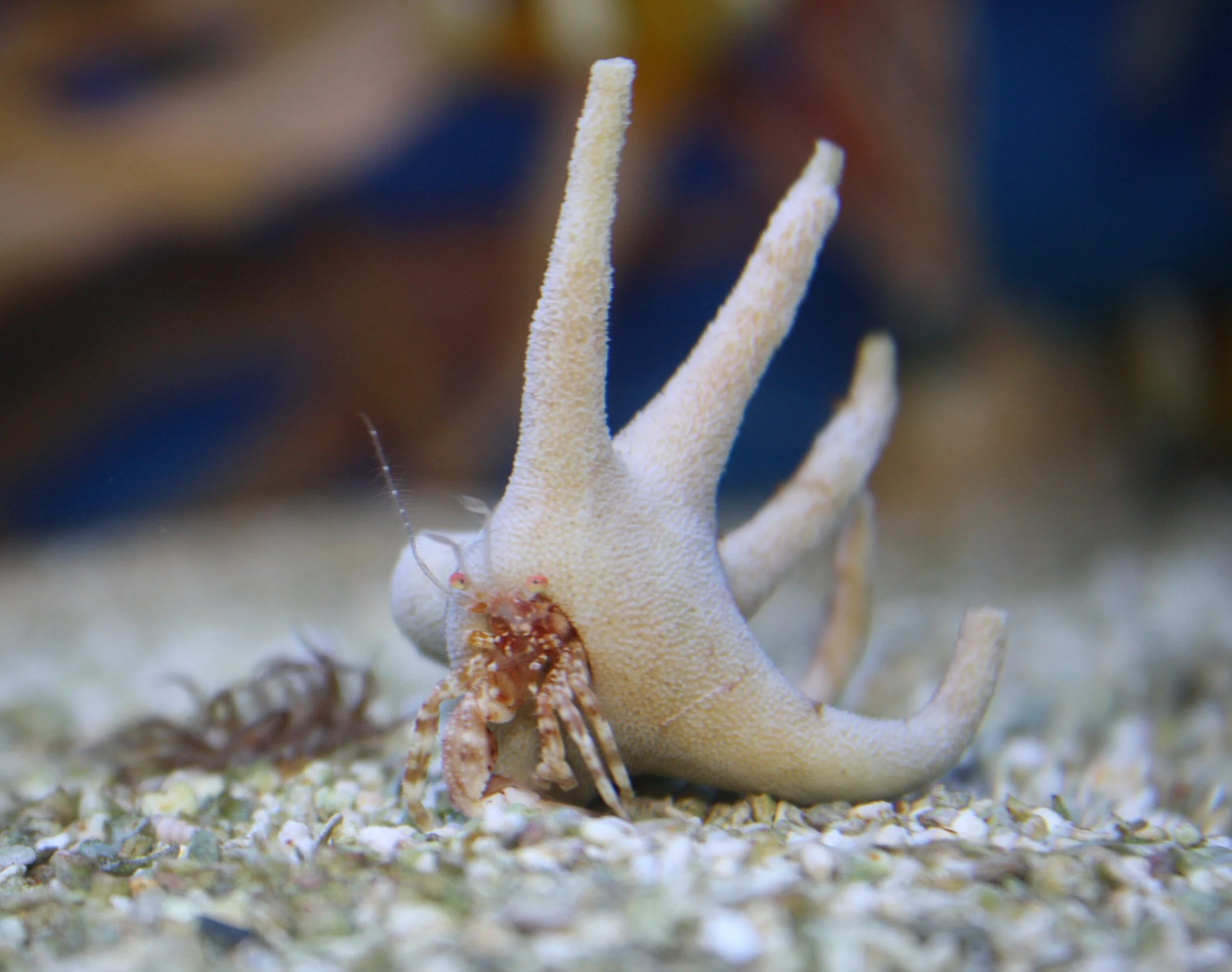 Staghorn Hermit Crab