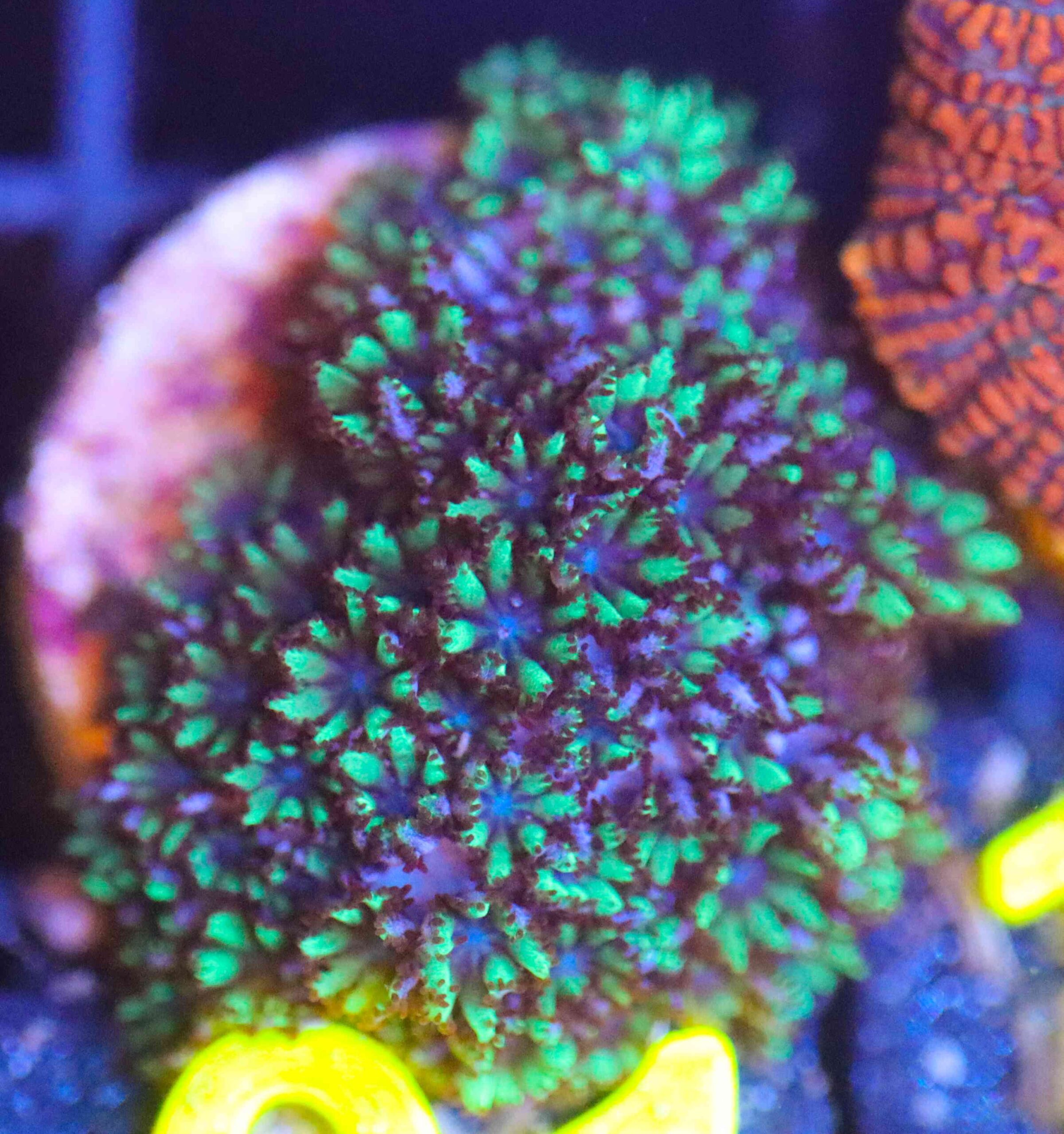 Sympodium
