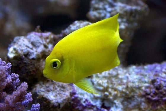 Yellow Angel